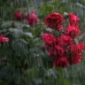 NovemberRain