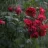 NovemberRain